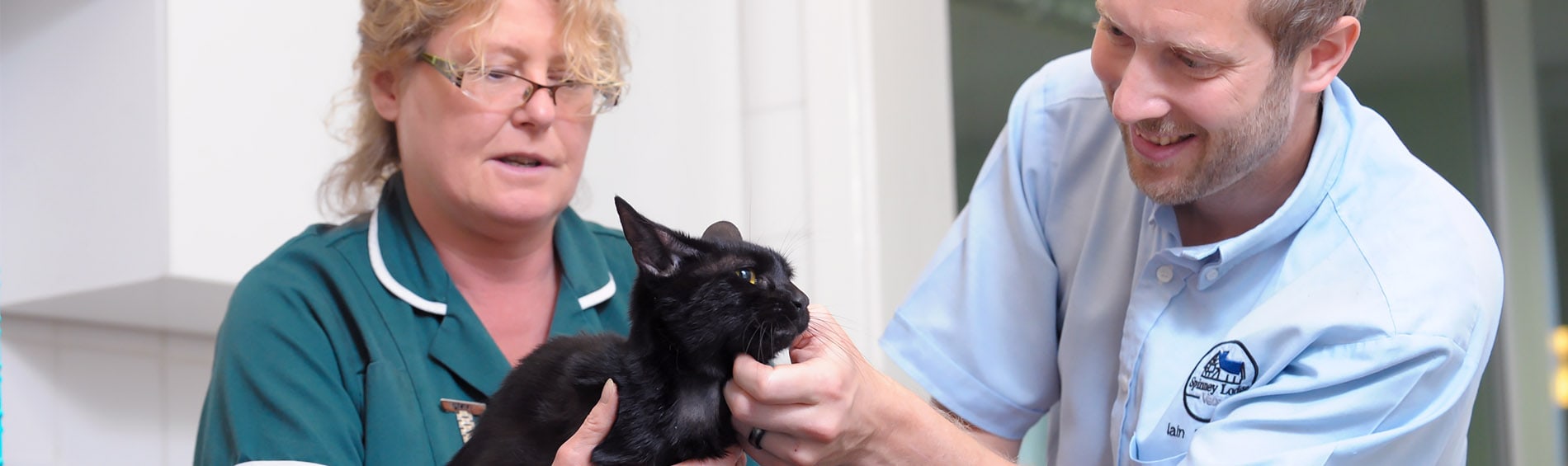 Feline Health Check for Older Cats | Spinney Vets