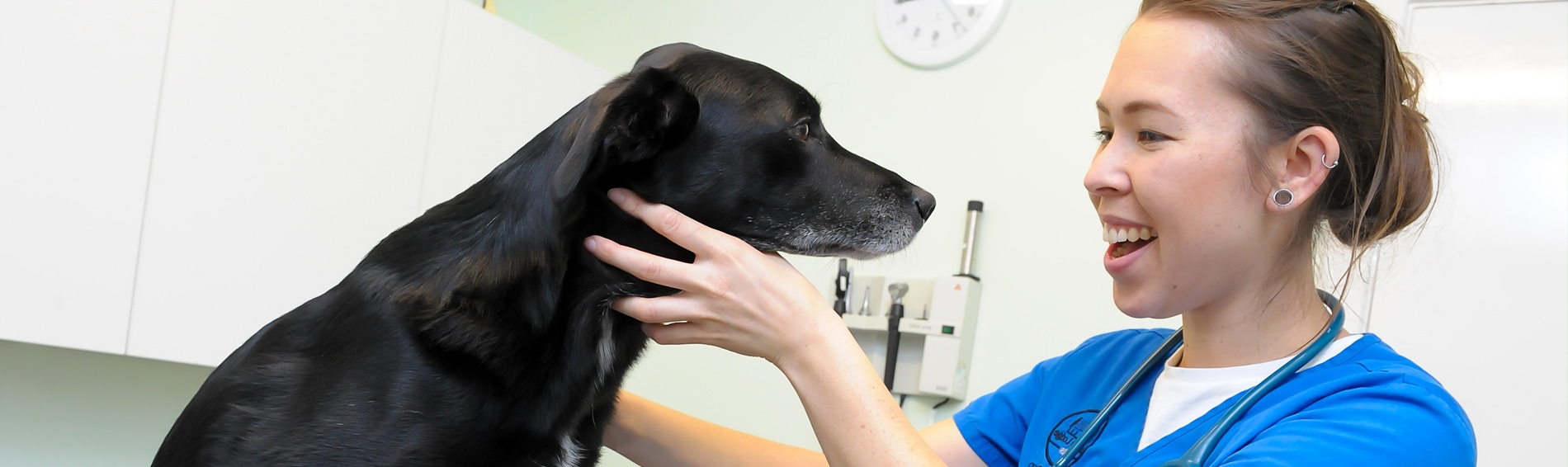 Terms of Service | Spinney Vets | Northampton