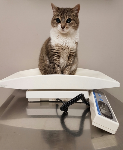 Weight Clinics with our Pet Health Advisers