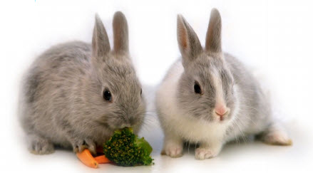 Your Rabbits Diet — Tips & Advice