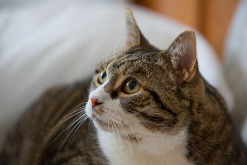 How to Spot Arthritis and Other Degenerative Conditions in Your Cat