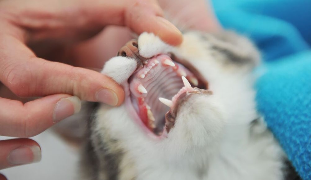 Cat Dental Care - How To Keep Your Cat's Teeth Clean & Healthy