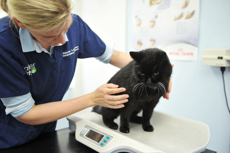How To Reduce Cat Stress At The Vets